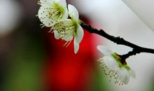 赏梅·恋梅·咏梅