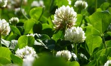 你听，花开的声音