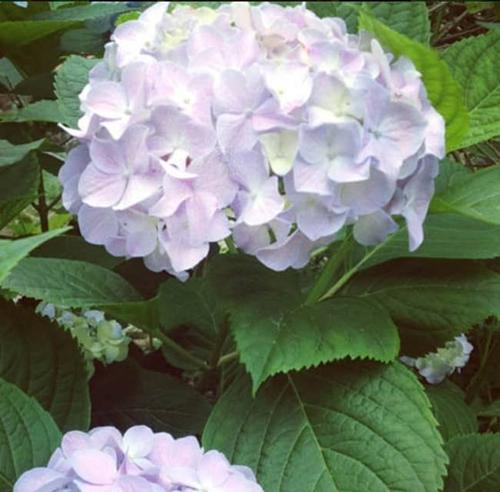 我们班上的四个伟人