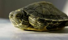 可爱的巴西龟作文