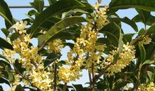 校园盛开的桂花