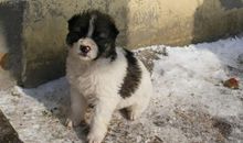 我喜欢的小花狗