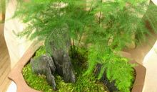 描写文竹的作文