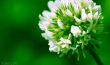 清欢一梦亦朦胧