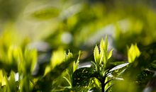 你听，春的声音