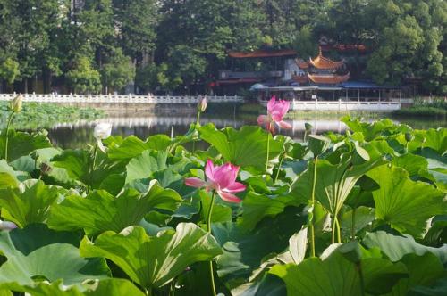 翠湖公园