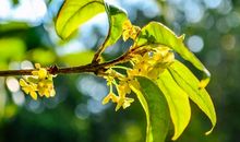 校园里的桂花开了