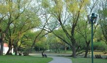 公园里的那棵树