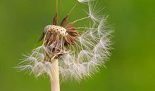 我是一株蒲公英的种子