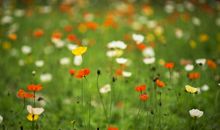 待到山花烂漫时