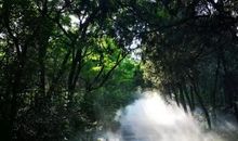 大自然的音乐家们