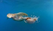 天上掉下一只海龟