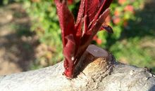 怎一个“迷”字了得