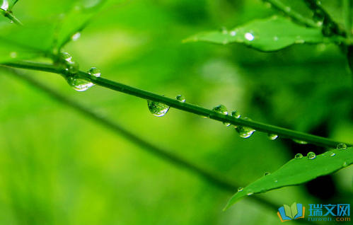 春雨的旋律