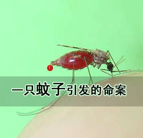 “不请自来的客人”-花蚊子