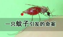 “不速之客”——一只花蚊子