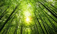 春天来到树林里