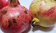 藏在石榴里的温暖