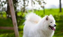 我是一种什么动物