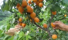 我爱你，乡下的果园