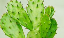 与仙人掌相伴的日子