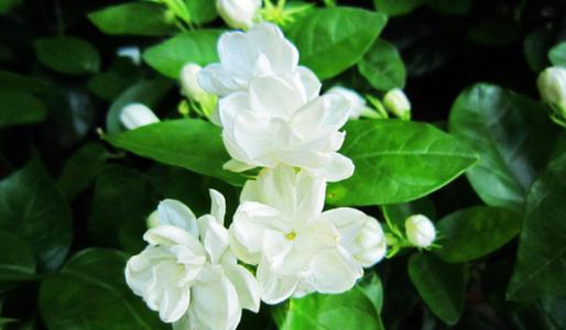 白茉莉