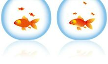 调皮可爱的小金鱼