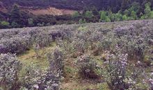 我理想中的小屋