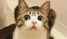 令人喜爱的小黄猫