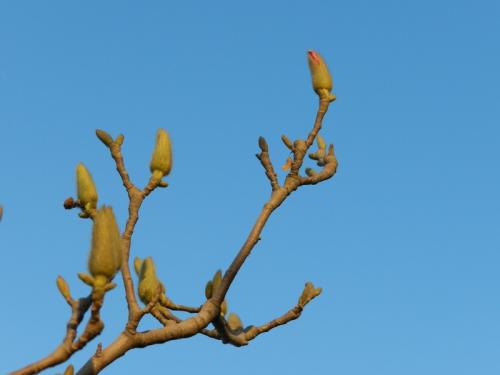 花骨在心