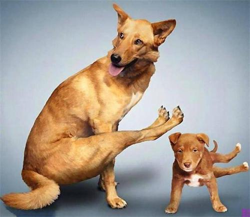 我的猫和狗组成