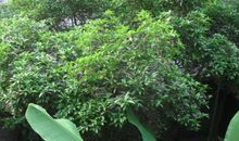 我爱家乡的桂花树