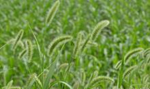 风雨中的狗尾巴草