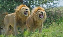 山羊将军智败狮子和狼