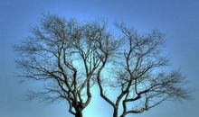 我是一棵有爱心的树