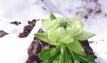 如雪莲花一样的藏族女孩