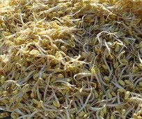 第一次采摘豆芽