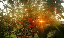 再忆那一阵桂香