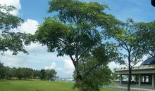 澳大利亚的窗外