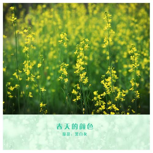 春天的颜色使我温暖