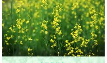 春的颜色，温暖了我