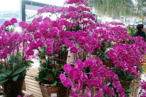 参观岭南花卉市场