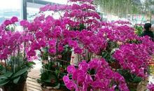 逛岭南花卉市场