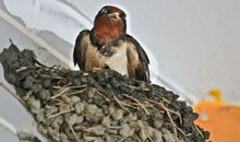 阳台燕子筑巢记