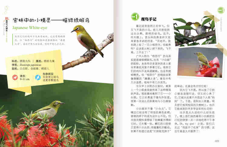 如何成为观鸟者