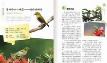 如何成为观鸟小达人