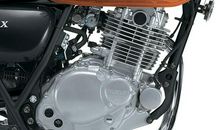 一头独立特行的猪