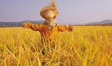 粮食的来之不易