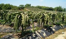 难忘的农庄之旅