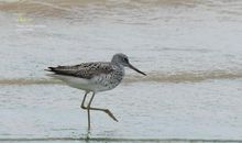 鹬观后感——成长的烦恼